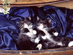 Dreaming in the Drawer, Domestic Medium Hair Kittens